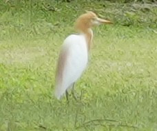 Eastern Cattle-Egret - ML634280306