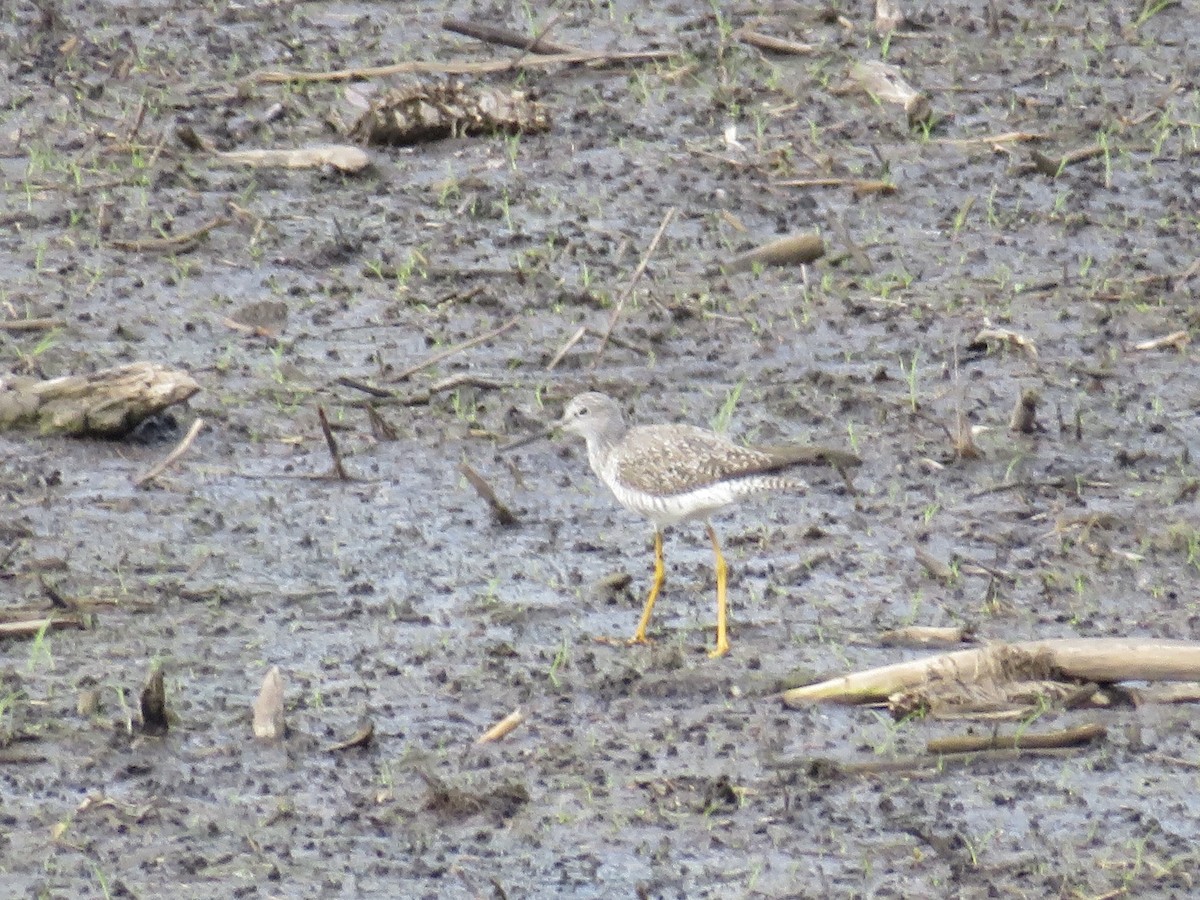 Greater Yellowlegs - ML634280385