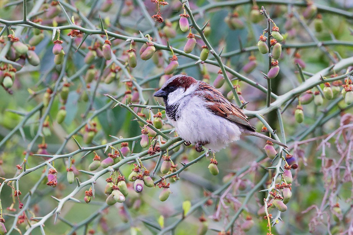 Оронгийн бор шувуу - ML634280472