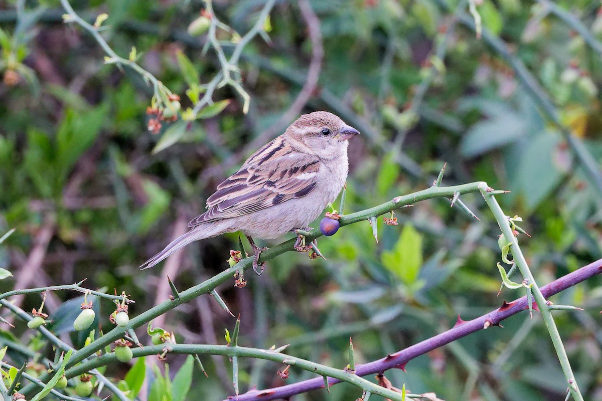 Оронгийн бор шувуу - ML634280473