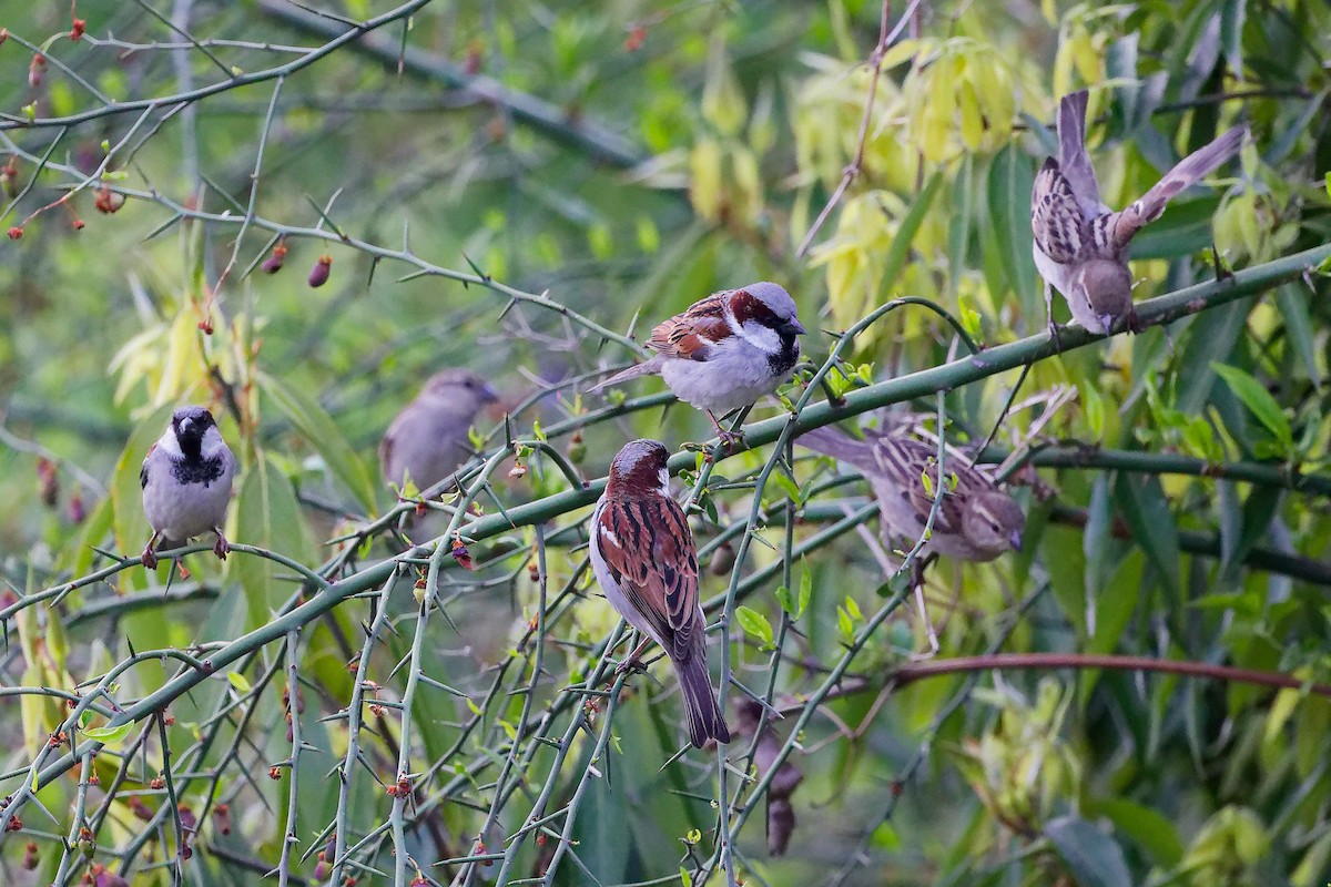 Оронгийн бор шувуу - ML634280474