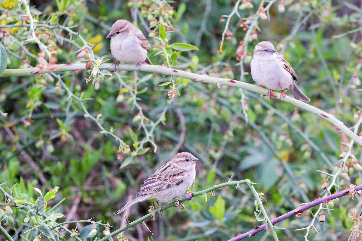 Оронгийн бор шувуу - ML634280475