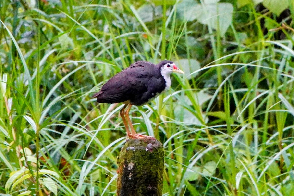 White-breasted Waterhen - ML634280732