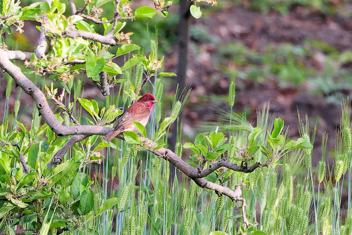 Улаавар бужмар - ML634280738