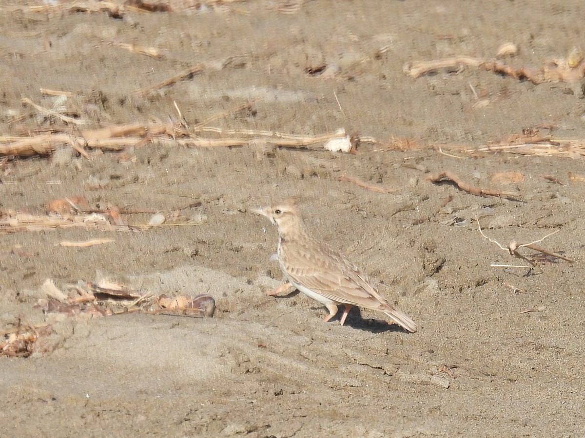 Crested Lark - ML634280753