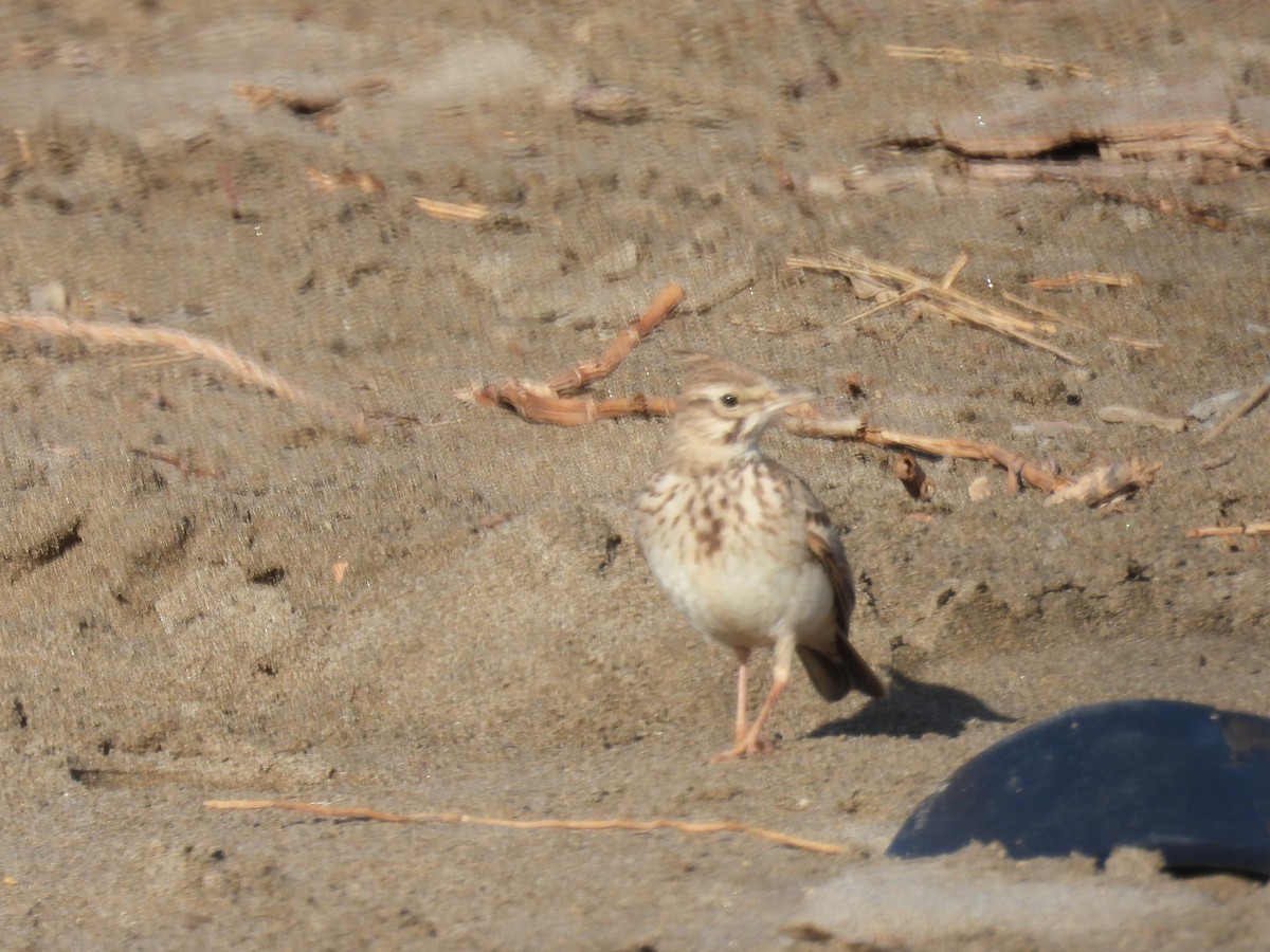 Crested Lark - ML634280792