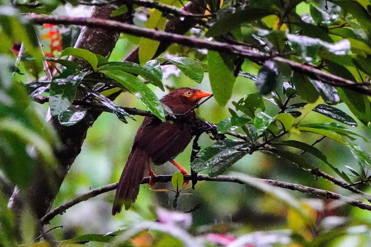 Orange-billed Babbler - ML634280814