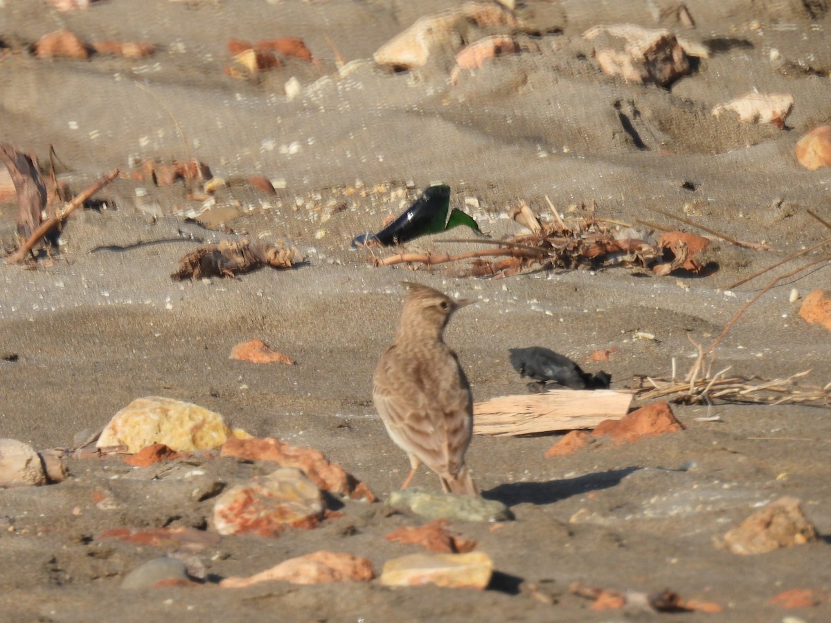 Crested Lark - ML634280820