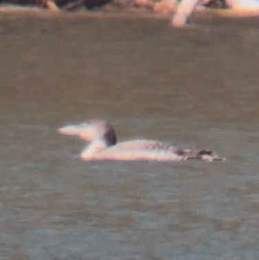 Common Loon - ML634280946