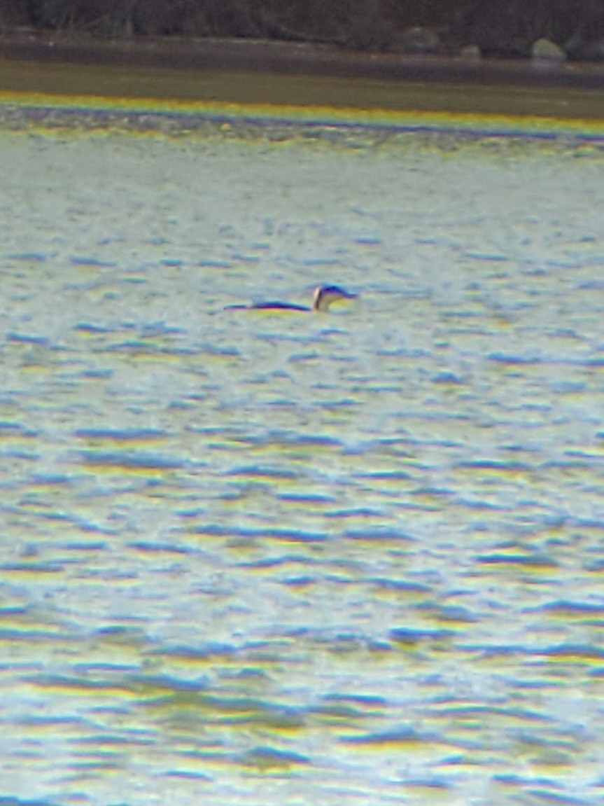 Common Loon - ML634281037