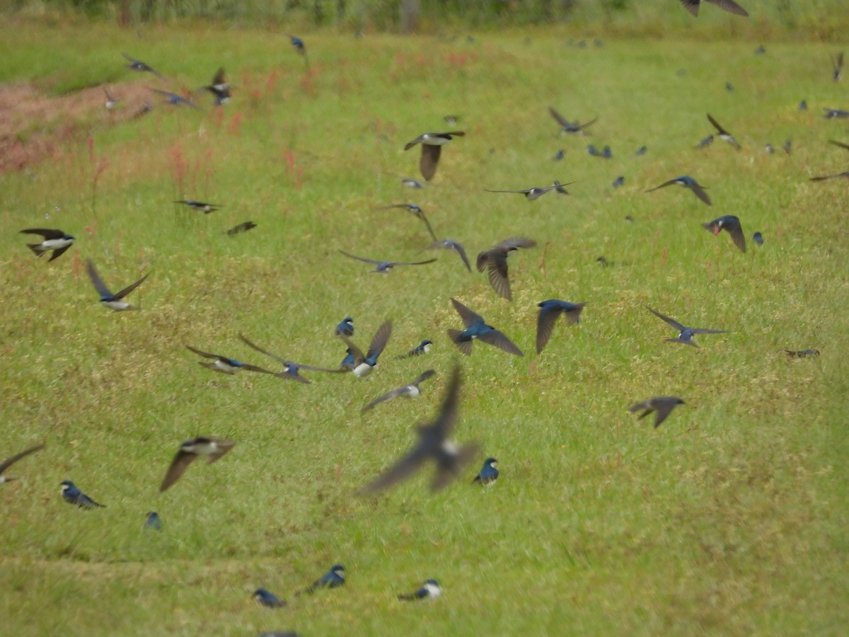 Tree Swallow - ML634281114