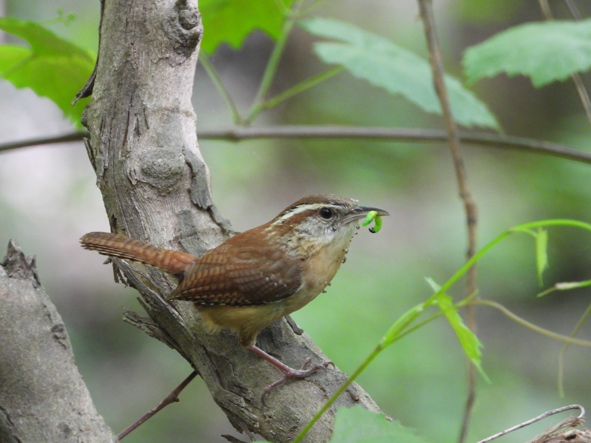 Carolina Wren - ML634281139