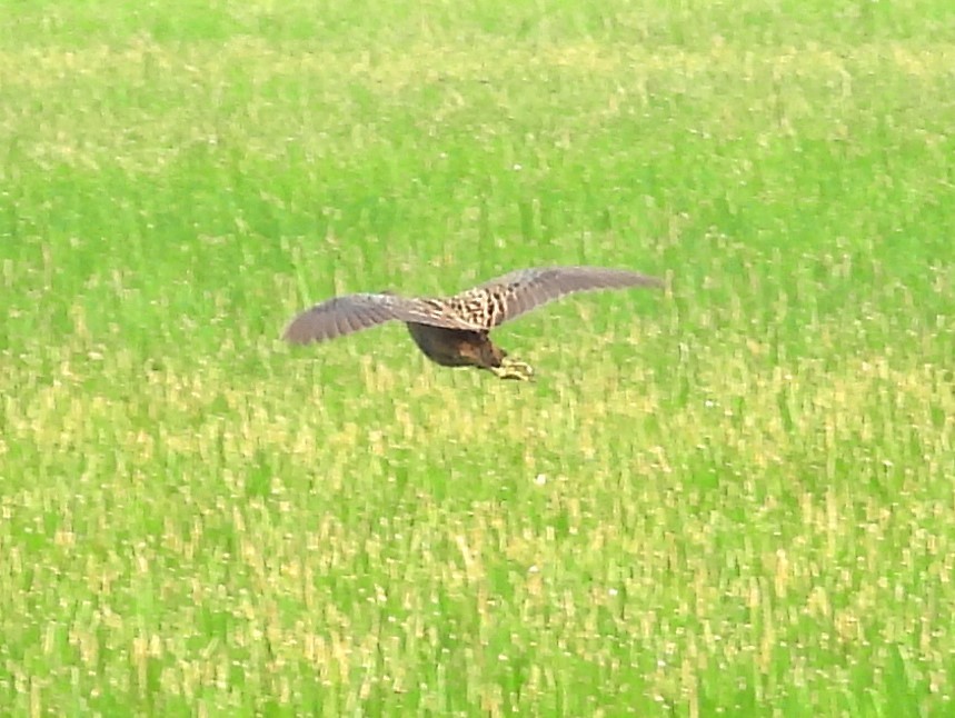 Watercock - ML634281213