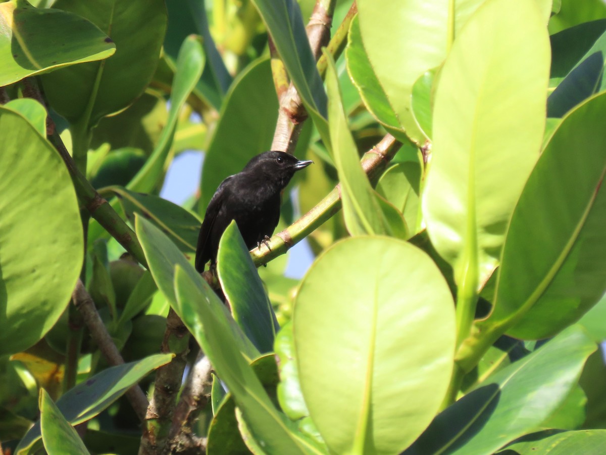 Venezuelan Flowerpiercer - ML634281237
