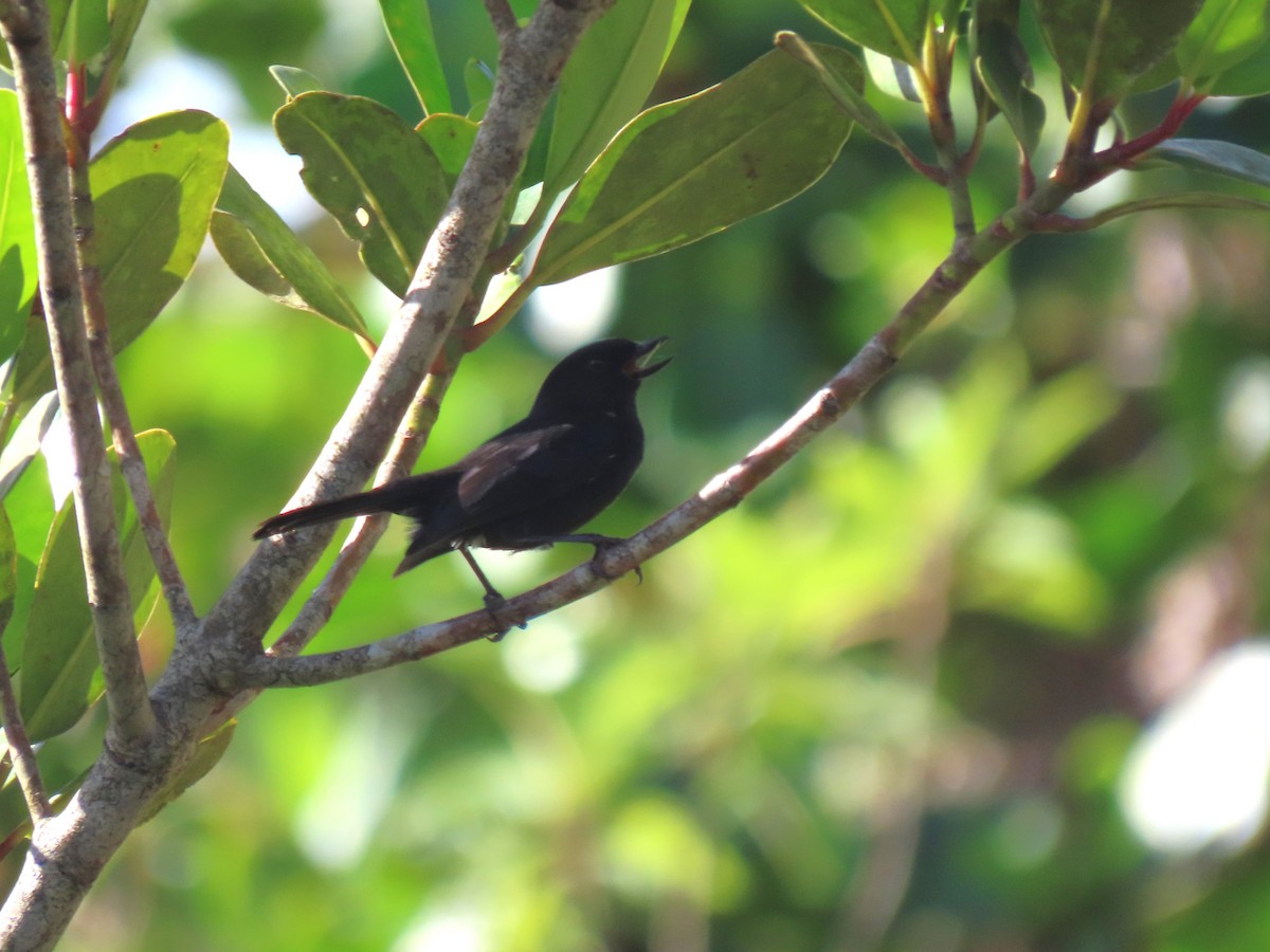Venezuelan Flowerpiercer - ML634281238