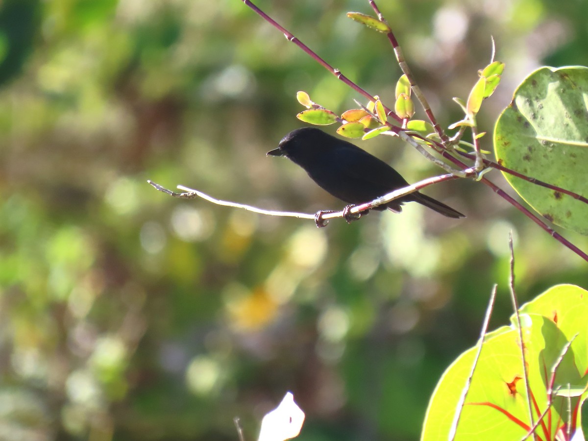 Venezuelan Flowerpiercer - ML634281239