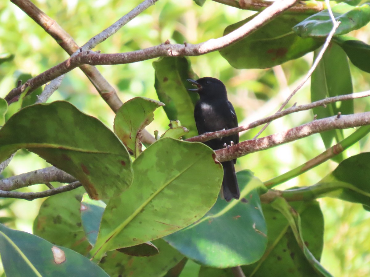 Venezuelan Flowerpiercer - ML634281240