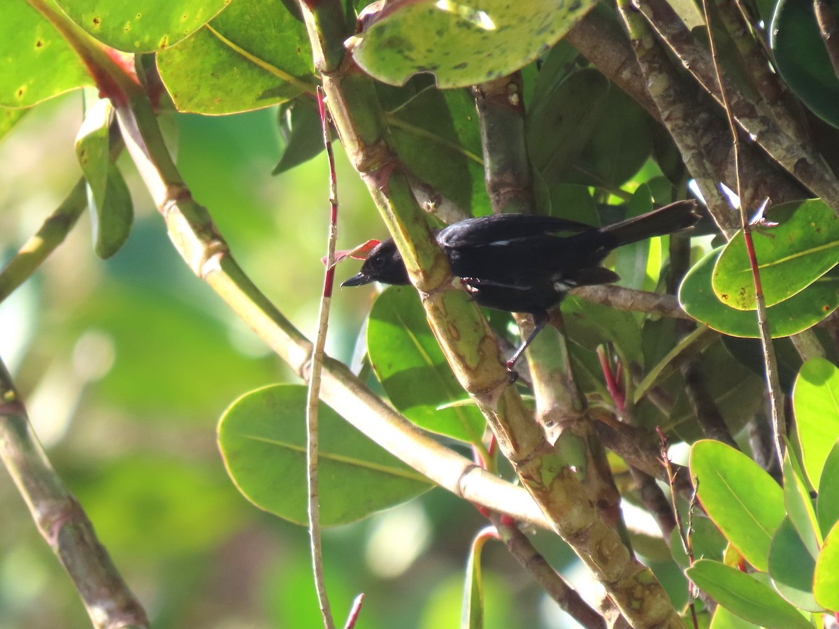 Venezuelan Flowerpiercer - ML634281241