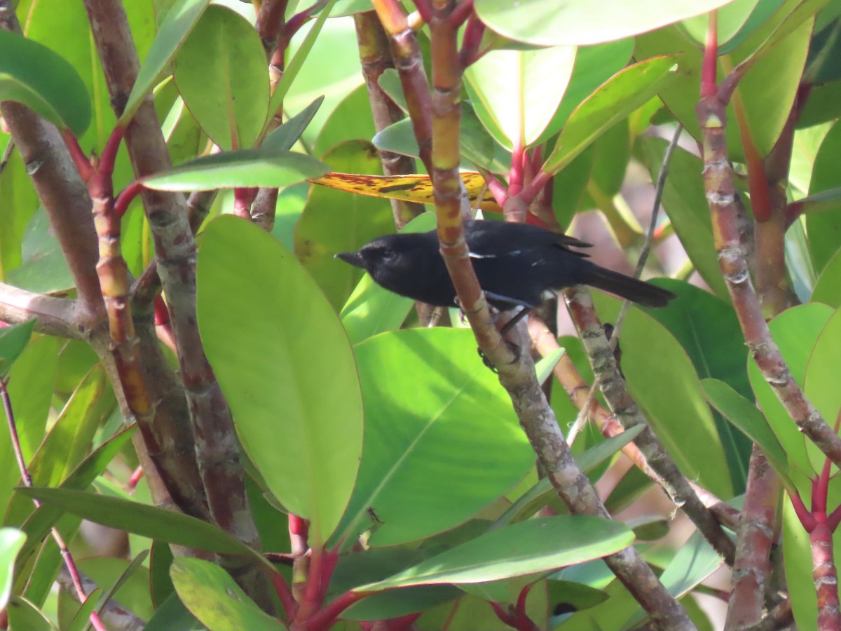 Venezuelan Flowerpiercer - ML634281242
