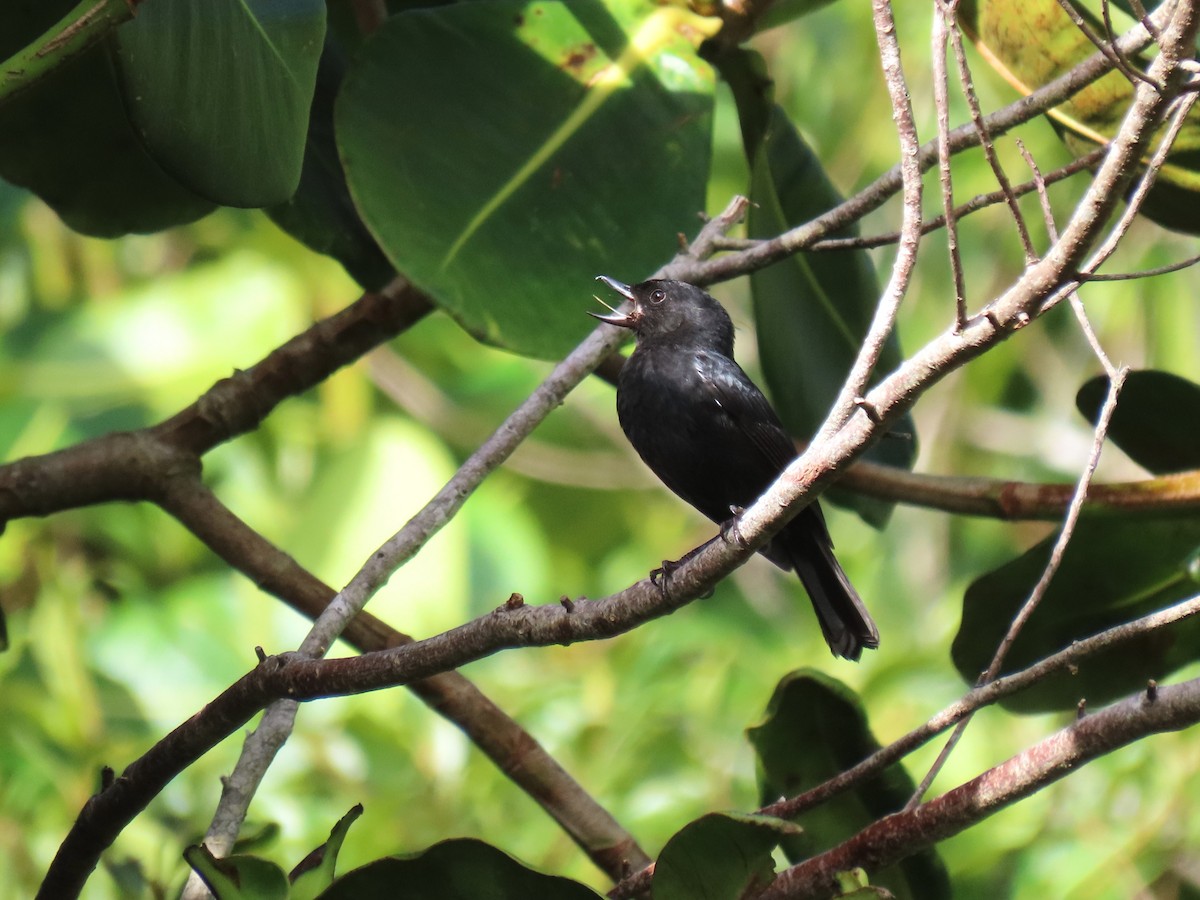 Venezuelan Flowerpiercer - ML634281249