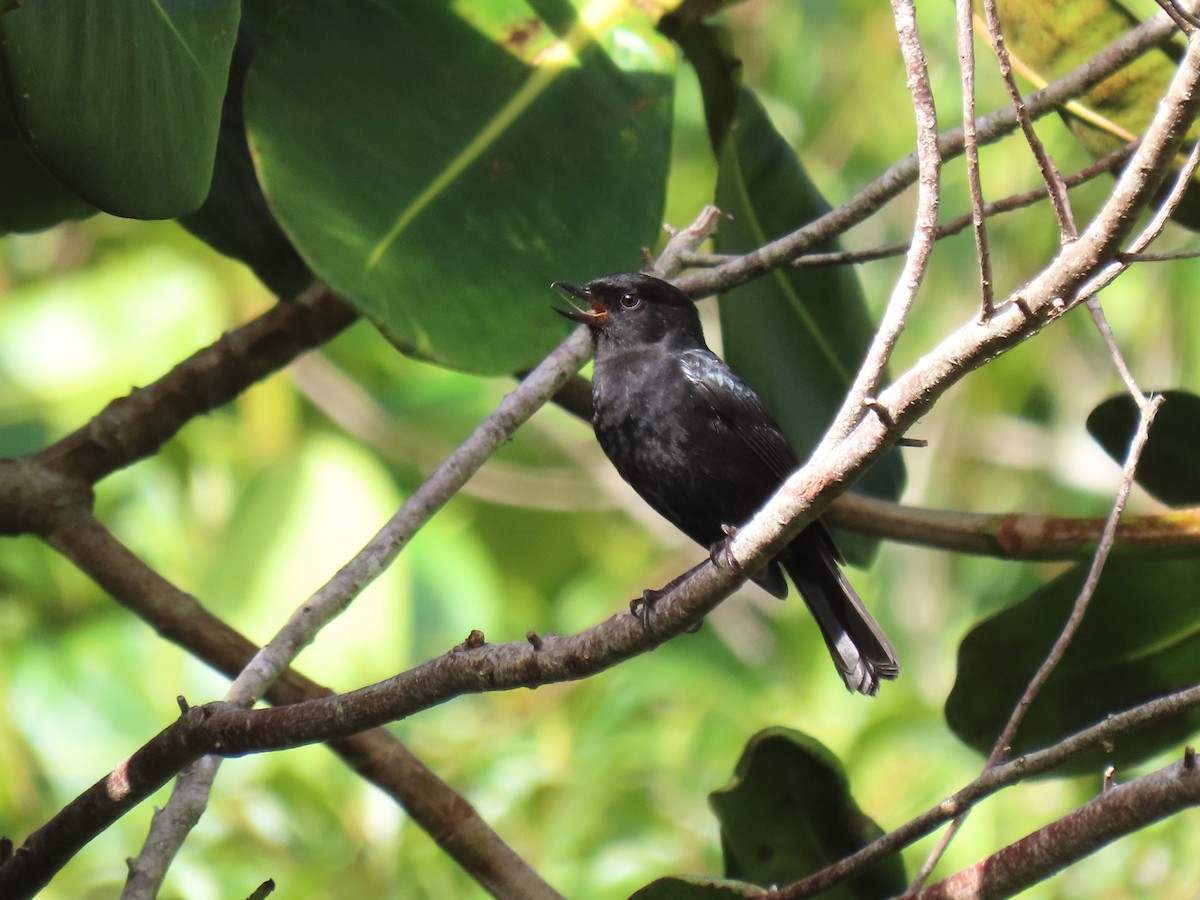 Venezuelan Flowerpiercer - ML634281250
