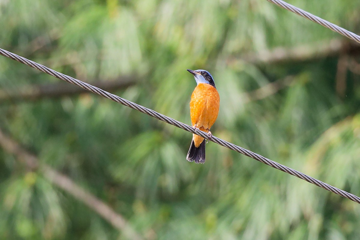 Blue-capped Rock-Thrush - ML634281253
