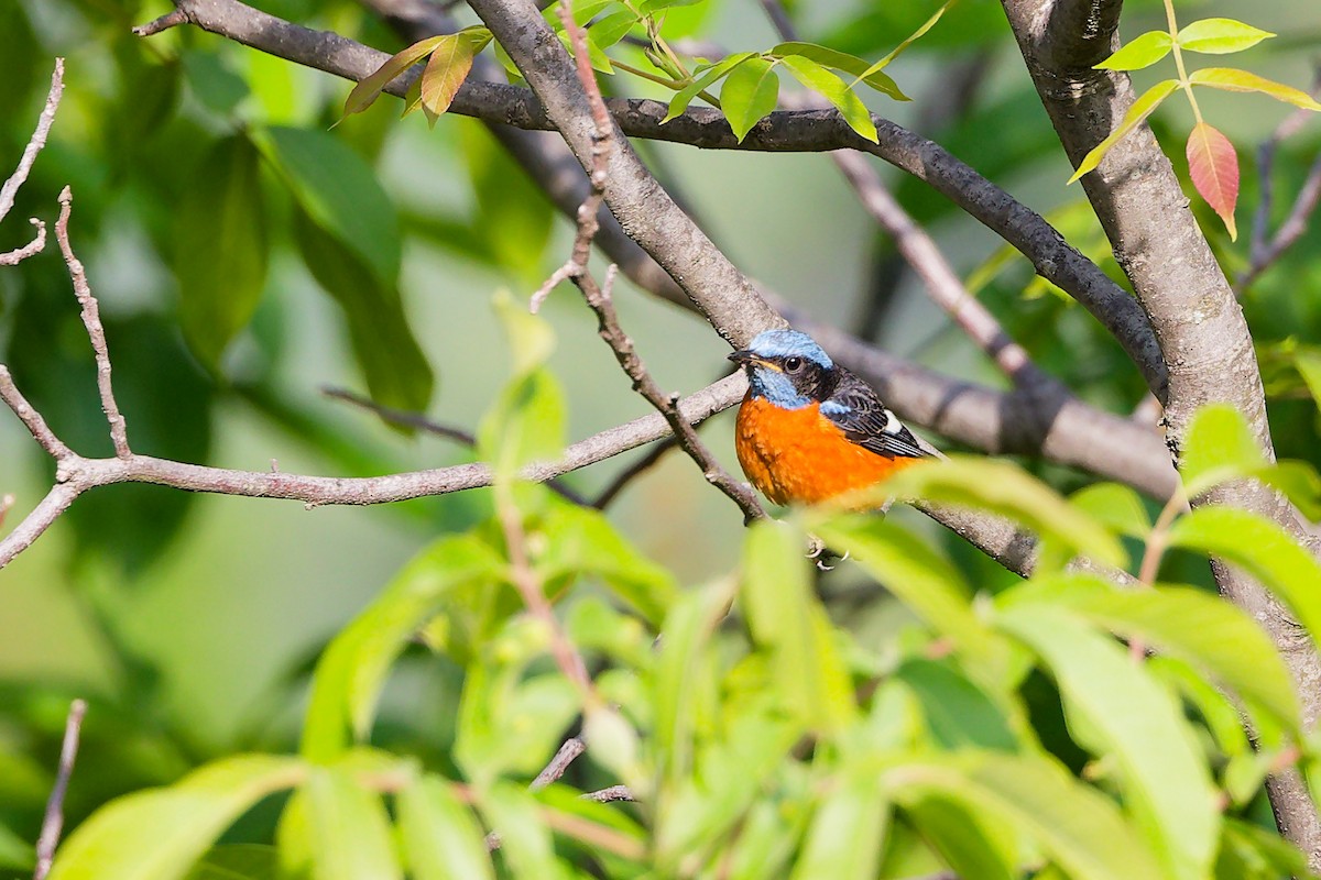Blue-capped Rock-Thrush - ML634281254