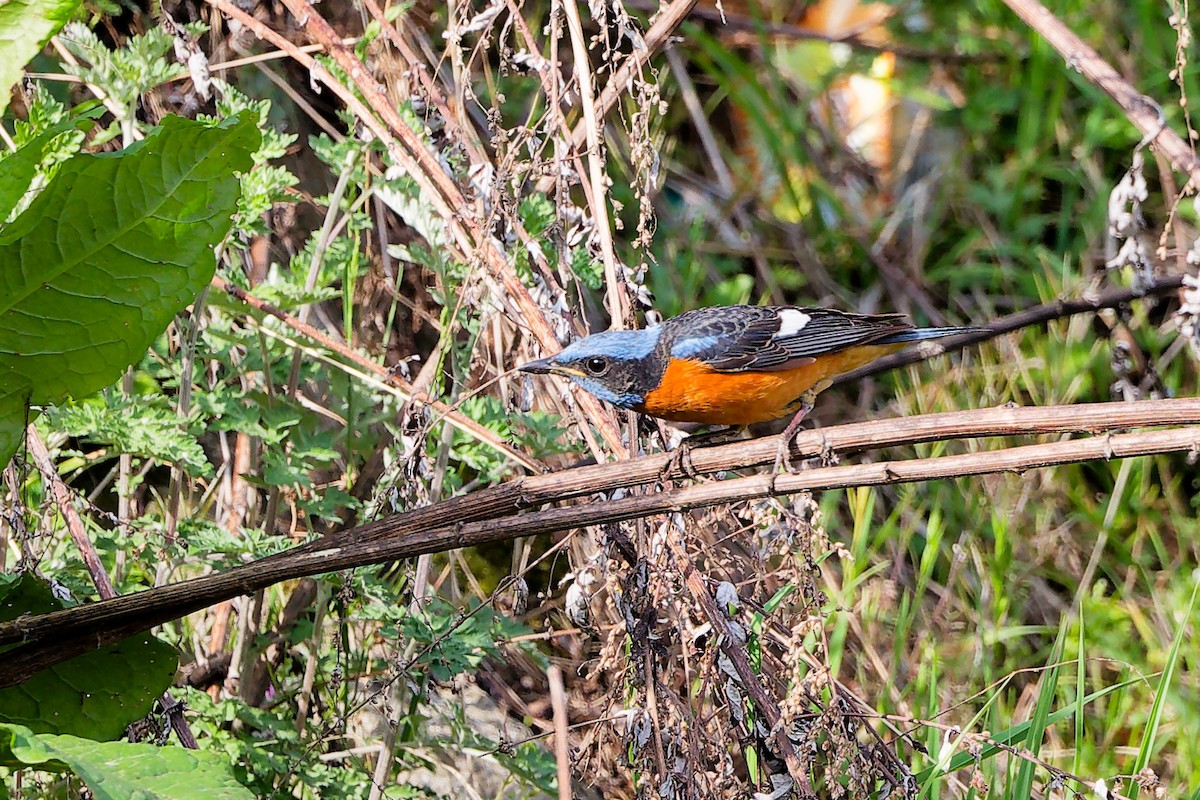Blue-capped Rock-Thrush - ML634281256