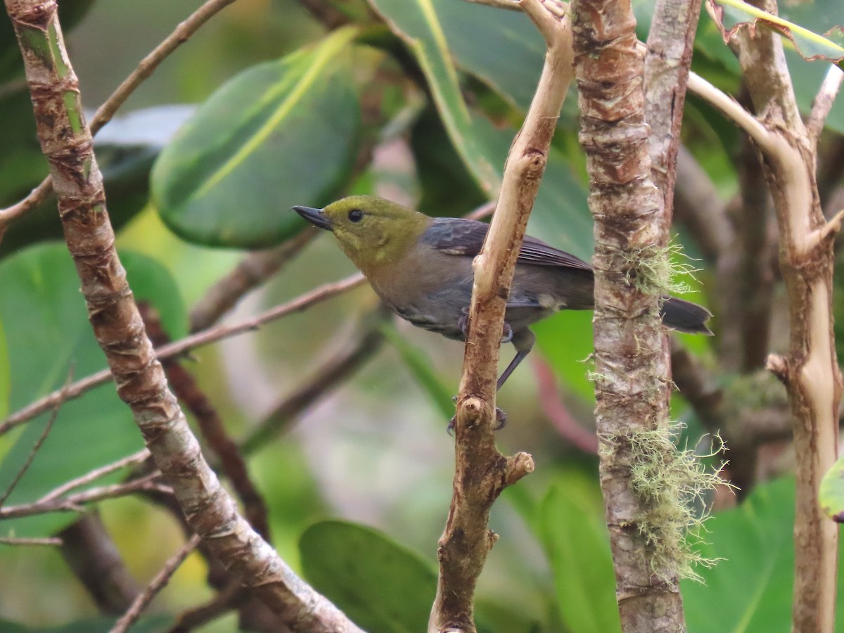 Venezuelan Flowerpiercer - ML634281261