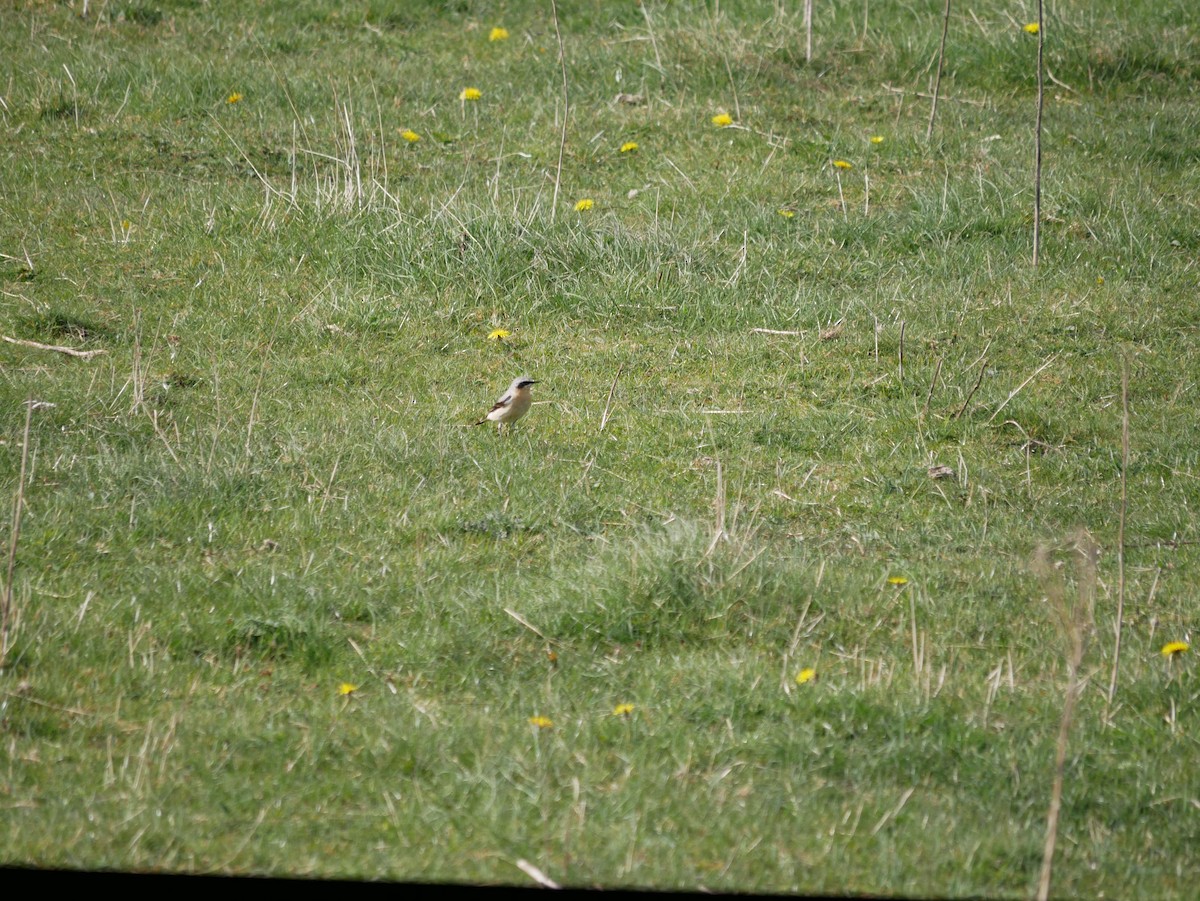 Culbianco - ML634281283