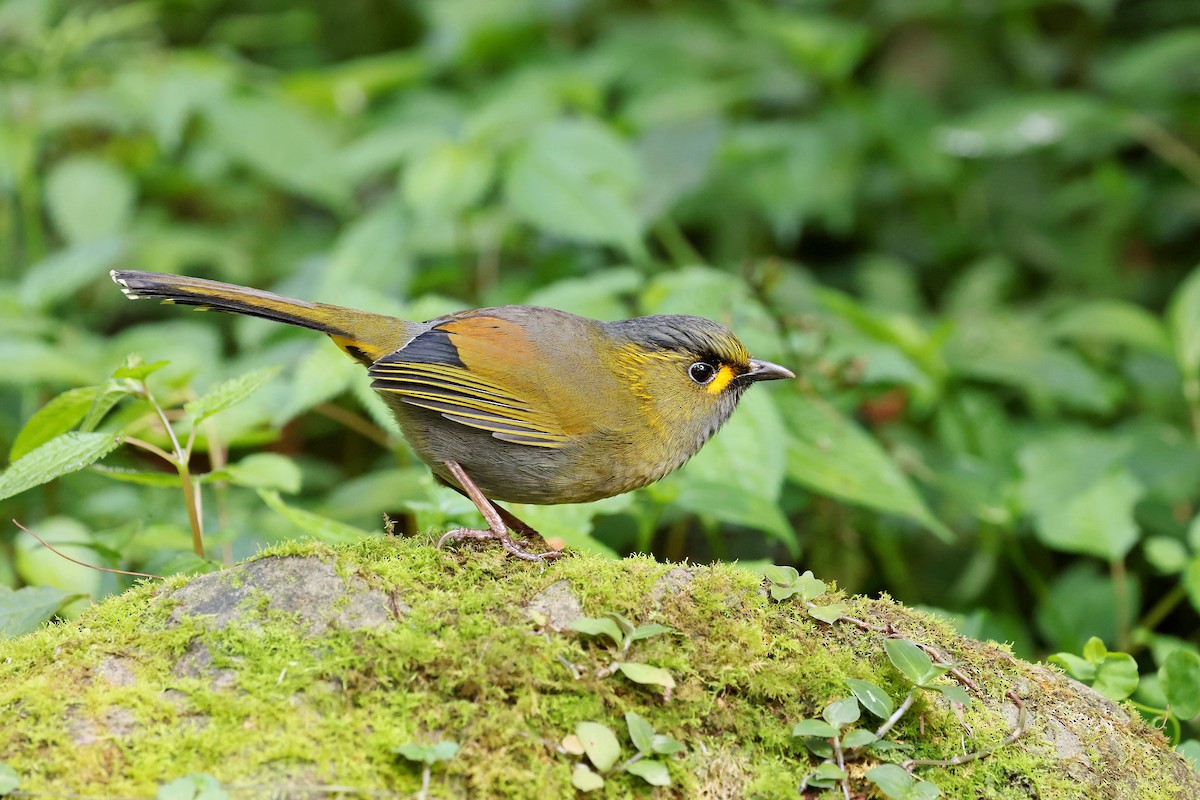 Taiwan Liocichla - ML634281284
