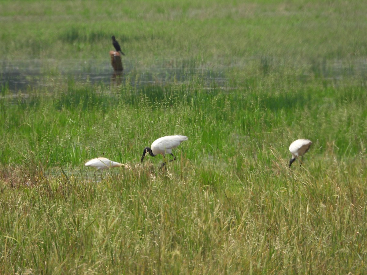 Black-headed Ibis - ML634281340