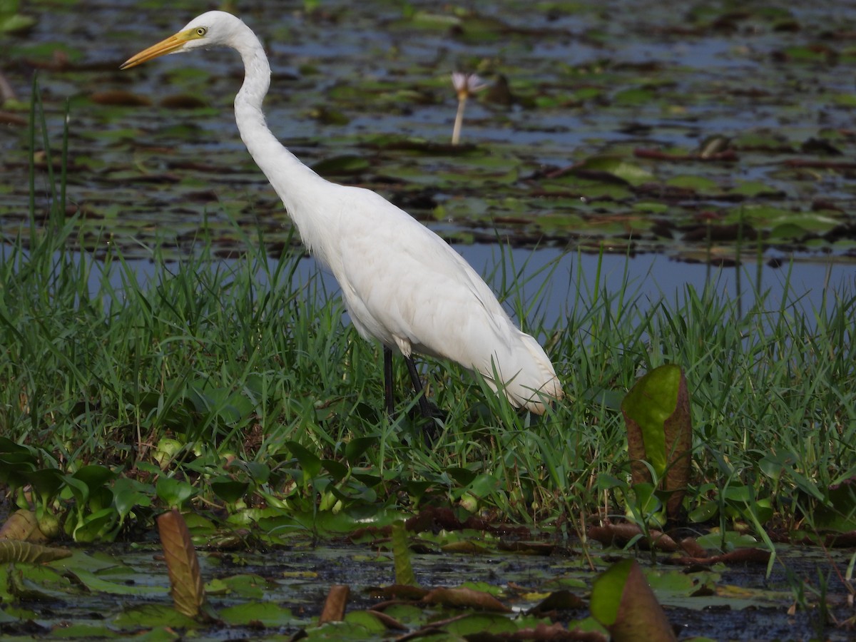 Medium Egret - ML634281382