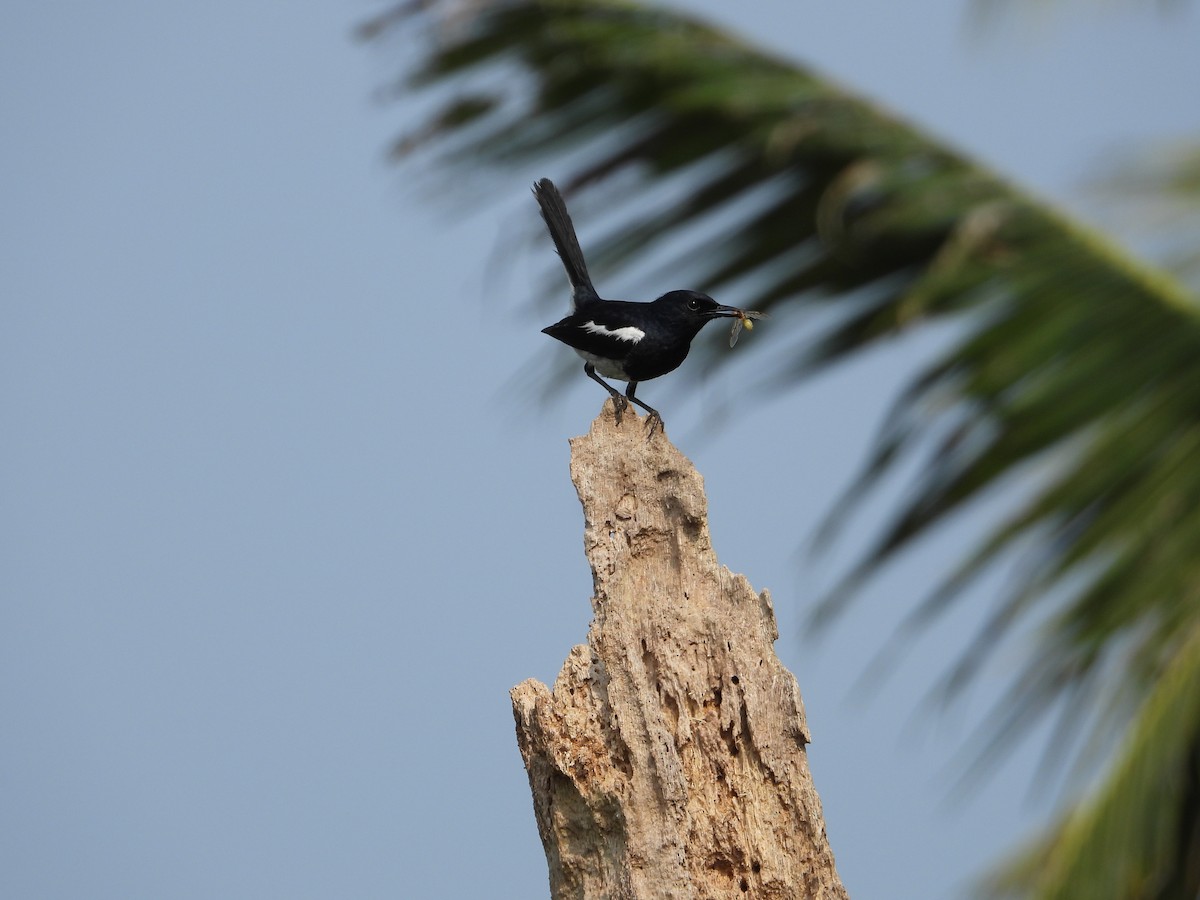 Oriental Magpie-Robin - ML634281406