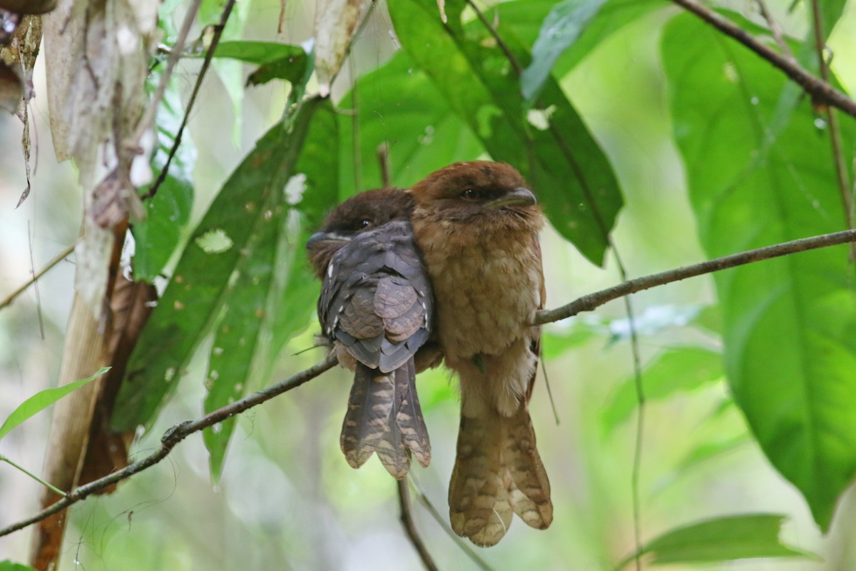 Gould's Frogmouth - ML634281423