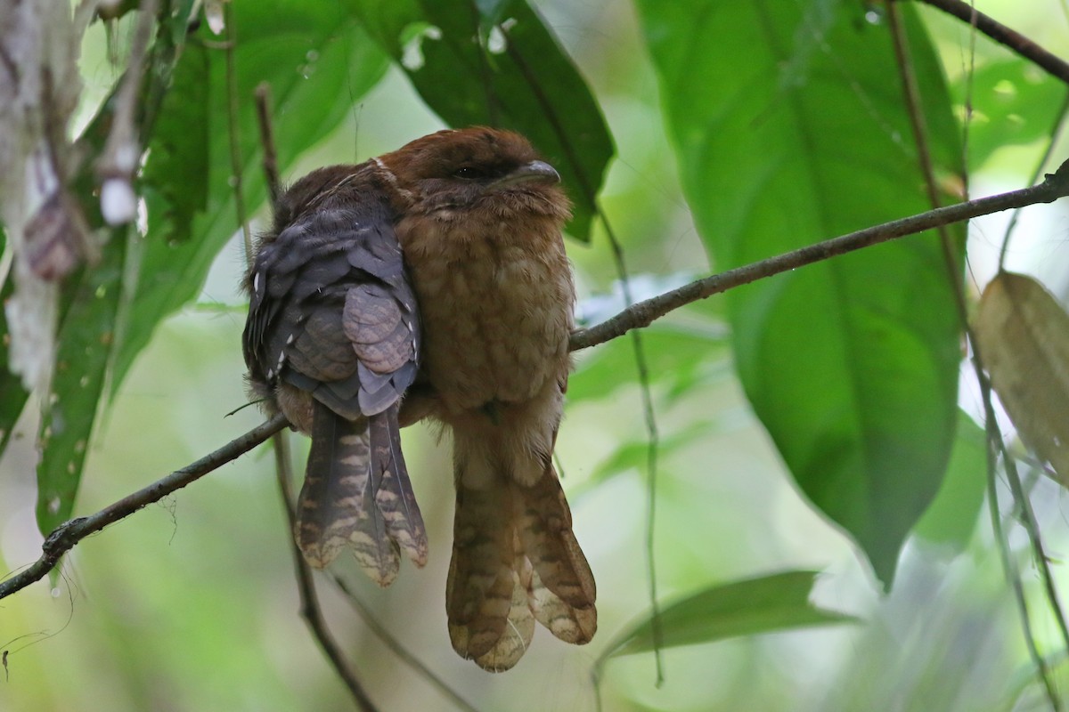 Gould's Frogmouth - ML634281424