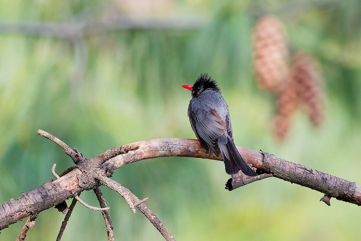 Black Bulbul - ML634281472