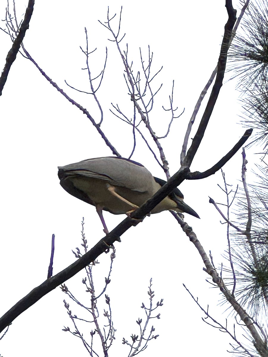 Nitticora - ML634281490