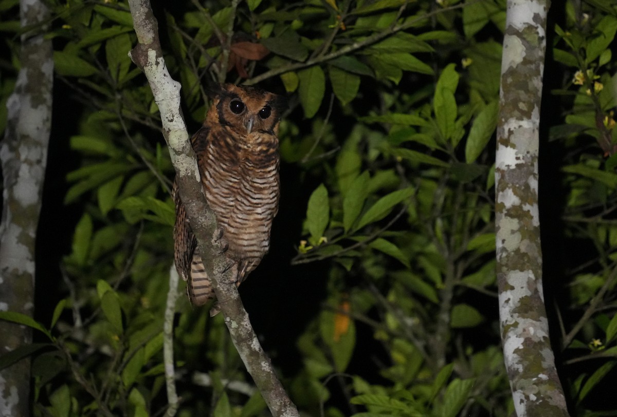 Fraser's Eagle-Owl - ML634281492