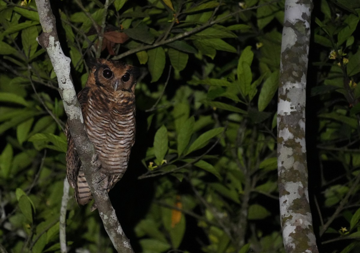 Fraser's Eagle-Owl - ML634281511