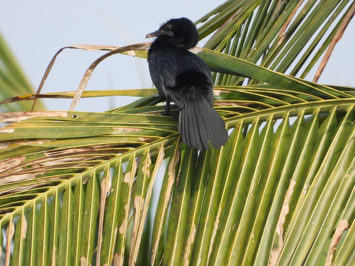 Little Cormorant - ML634281586