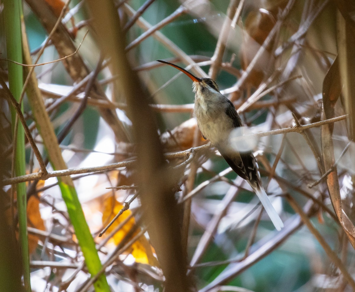 Mexican Hermit (Jalisco) - ML634281647