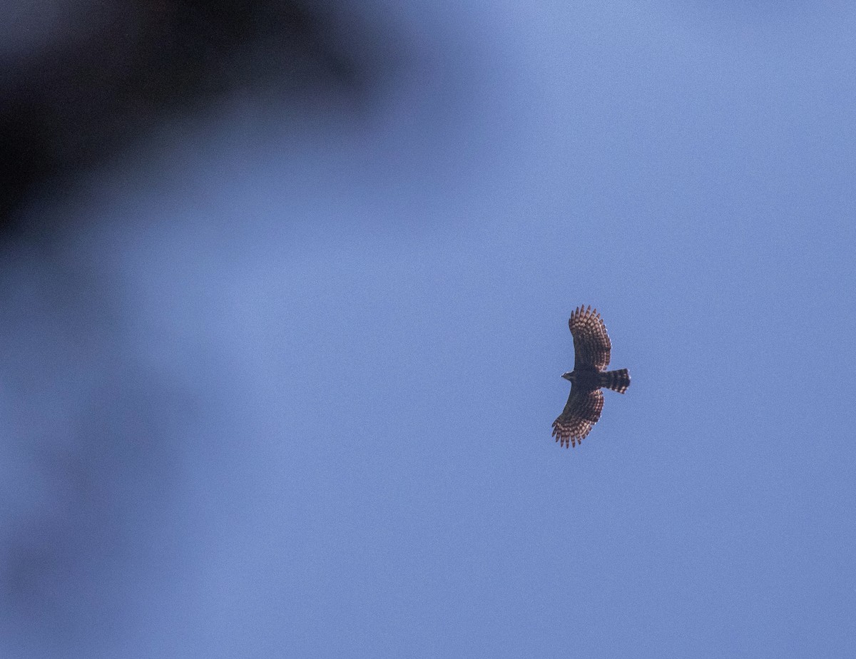 Black Hawk-Eagle - ML634281692