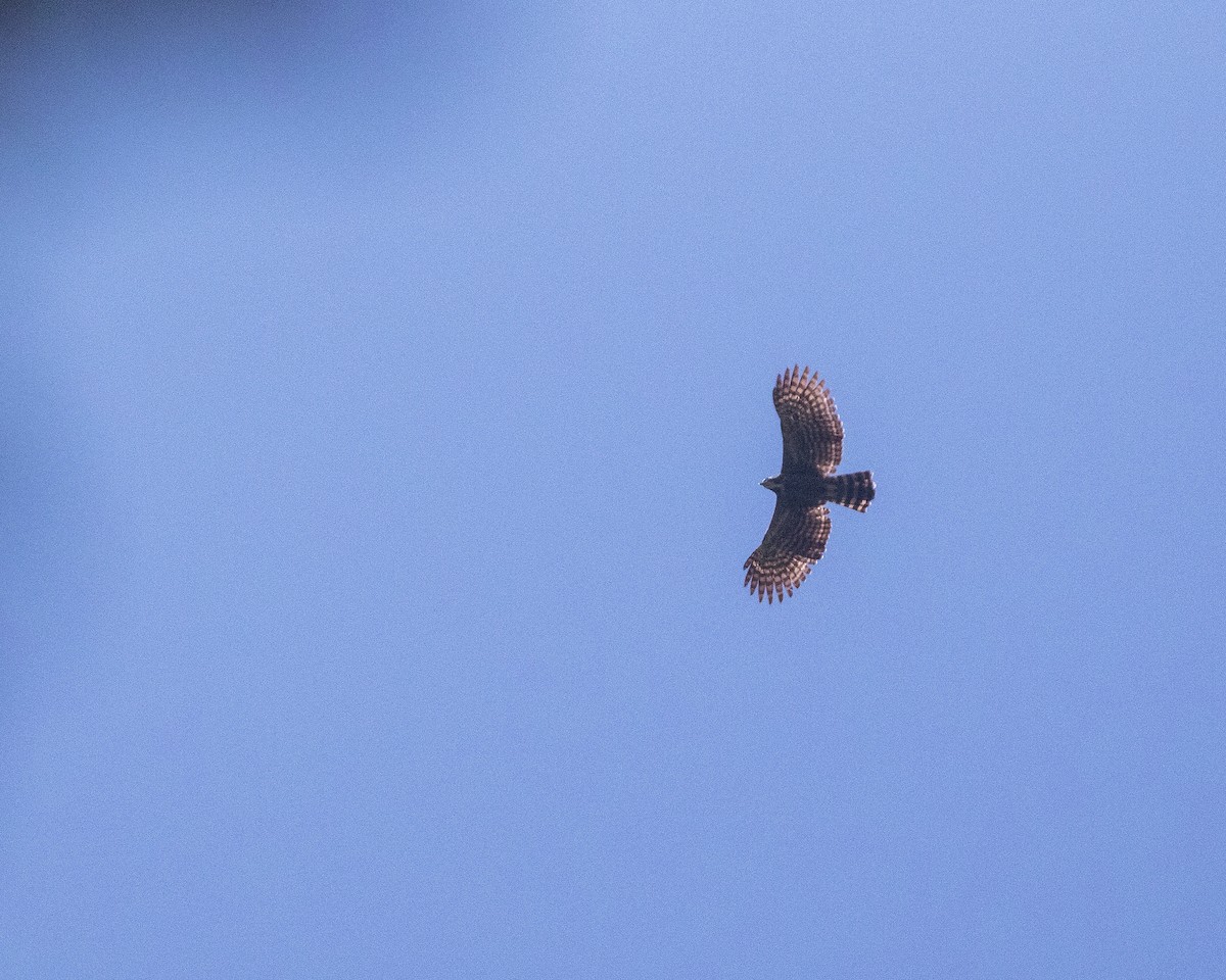Black Hawk-Eagle - ML634281699