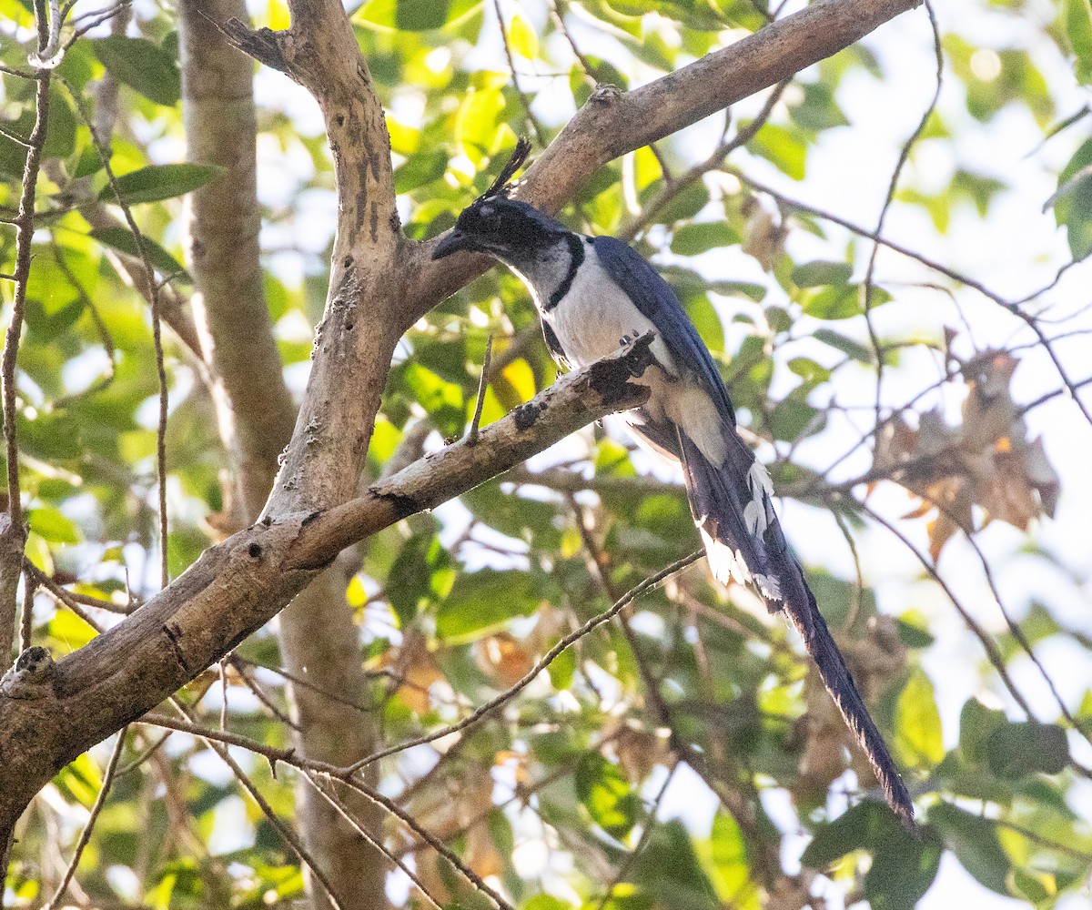 Black-throated Magpie-Jay - ML634281753