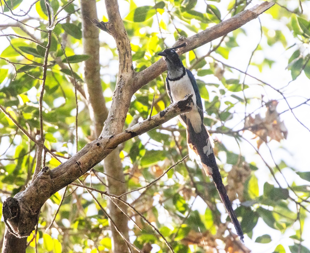 Black-throated Magpie-Jay - ML634281756