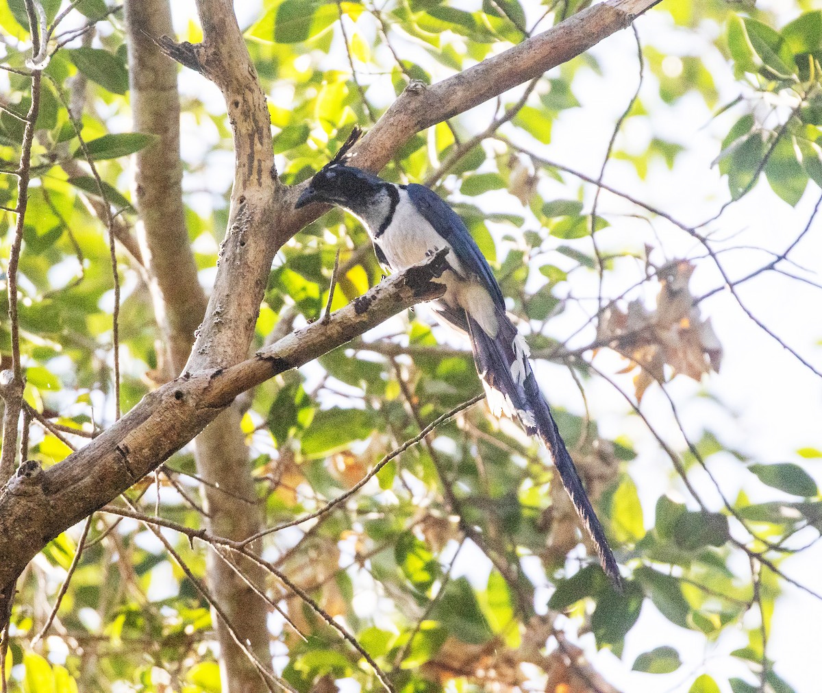 Black-throated Magpie-Jay - ML634281758