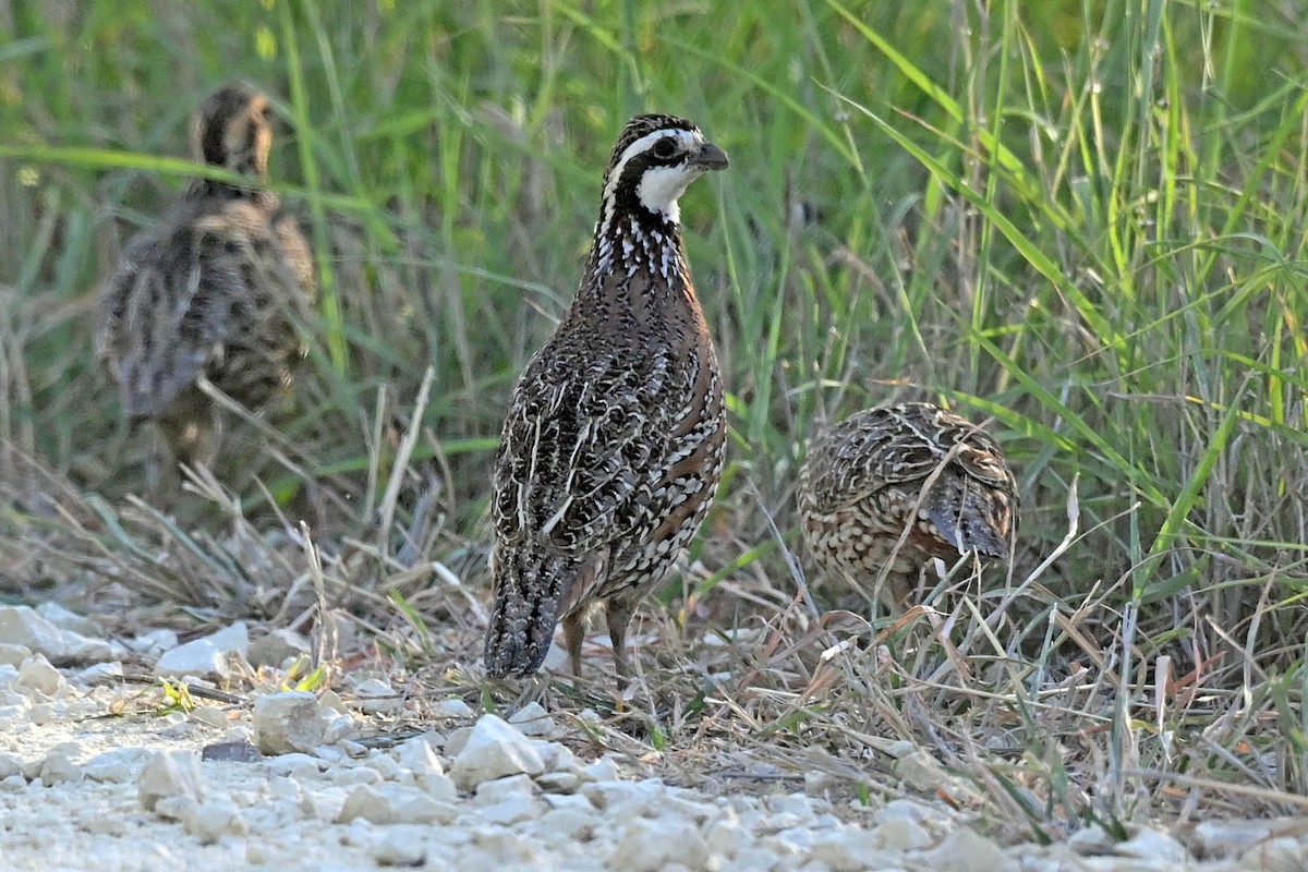 Northern Bobwhite - ML634281800