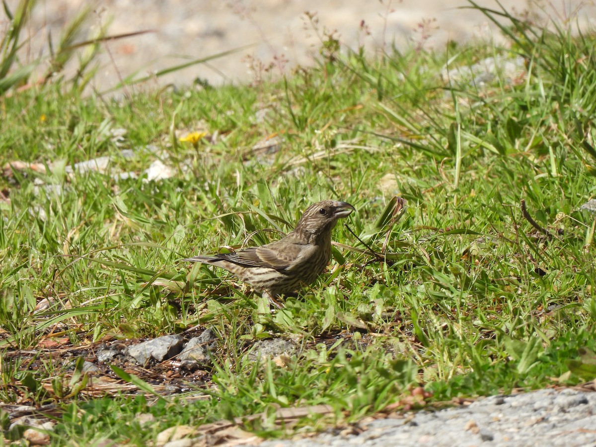 Red Crossbill (North African) - ML634281804
