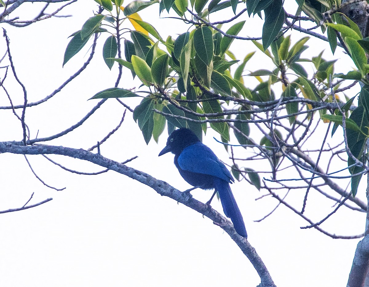 San Blas Jay - ML634281813